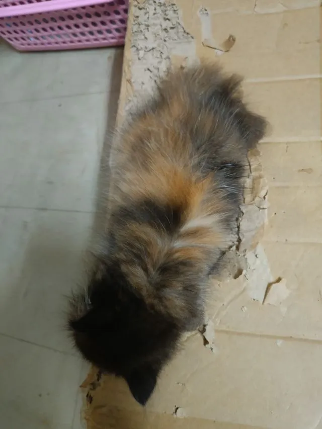 เปอร์แท้รับเองลดได้