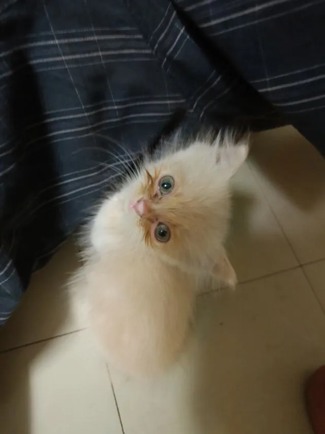 เปอร์แท้รับเองลดได้