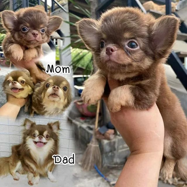 สุนัขพันธุ์ชิวาวาขนยาว