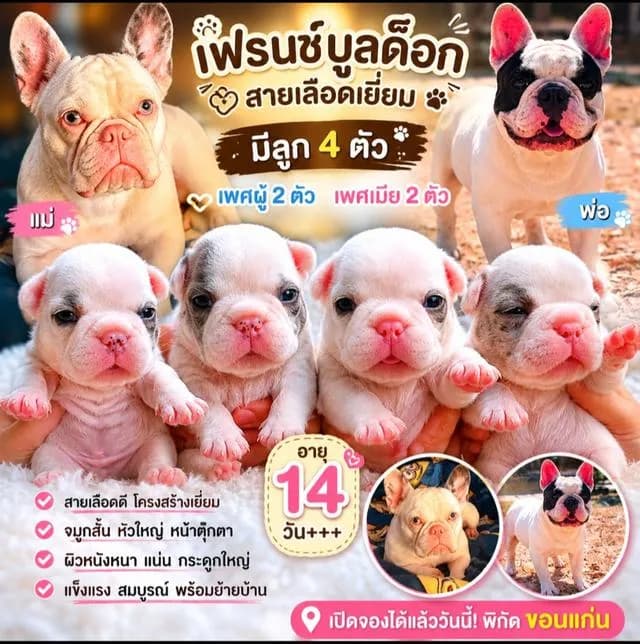 ลูกสุนัขพันธุ์เฟรนช์บูลด็อกแท้