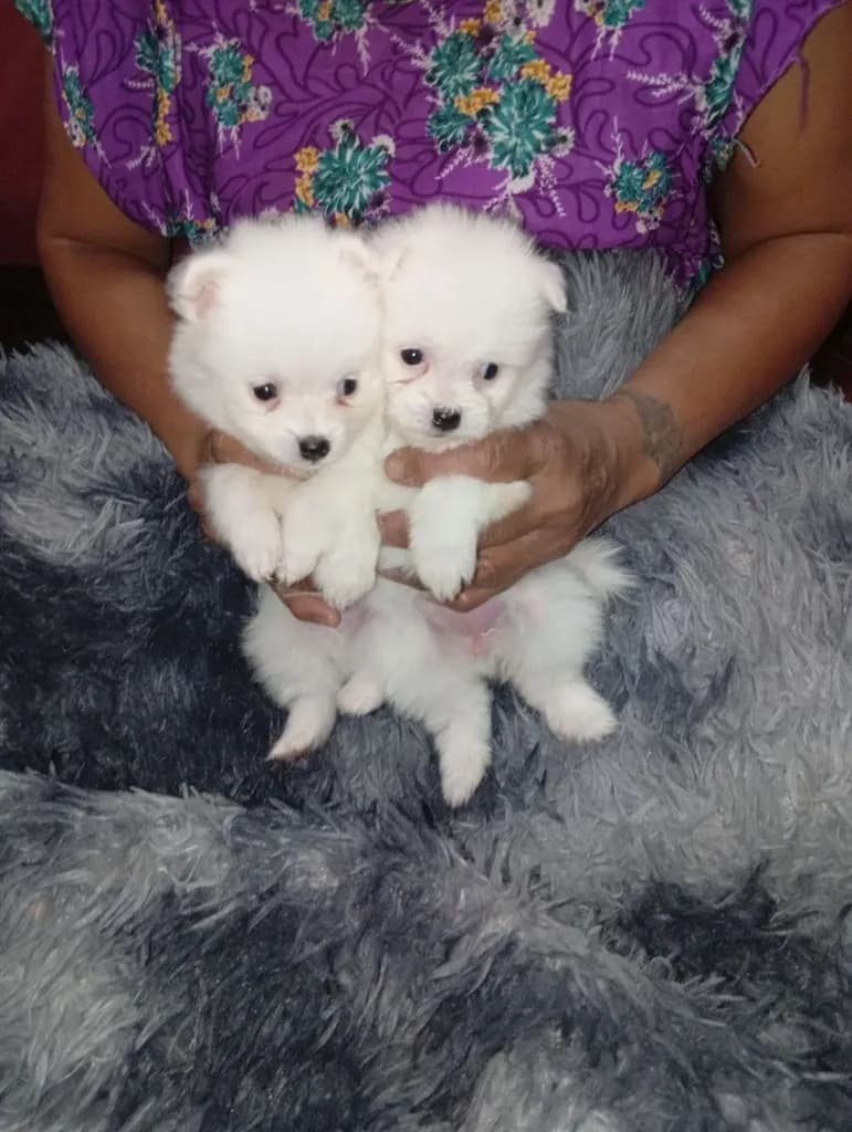 ลูกหมาปอมเมอเรเนียนเพศผู้ 1 เพศเมีย 1