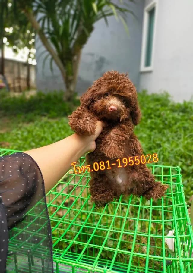 พุดเดิ้ลทอยแท้ ( สีช็อคโกแลต ) ช. คนสุดท้าย
