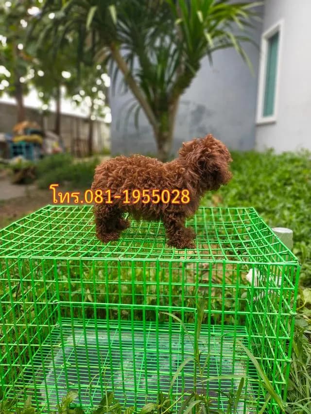 พุดเดิ้ลทอยแท้ ( สีช็อคโกแลต ) ช. คนสุดท้าย