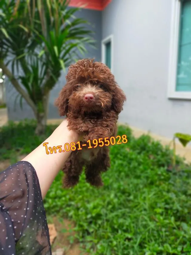 พุดเดิ้ลทอยแท้ ( สีช็อคโกแลต ) ช. คนสุดท้าย