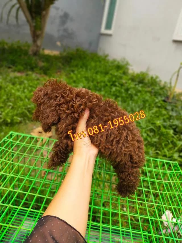 พุดเดิ้ลทอยแท้ ( สีช็อคโกแลต ) ช. คนสุดท้าย