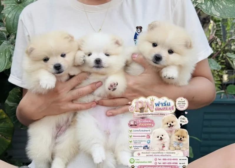 ปอมแท้ราคาถูก