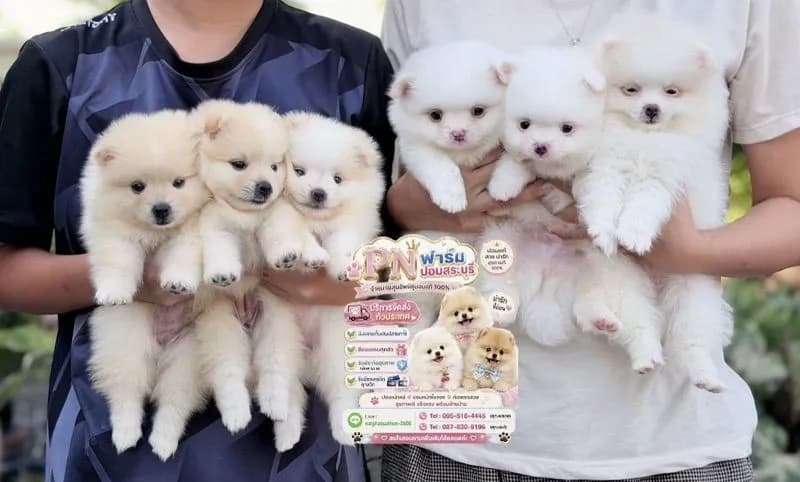 ปอมแท้ราคาถูก