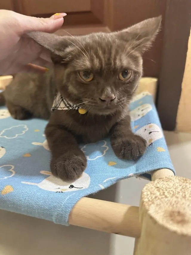 แมวบริติช เพศเมีย อายุ 4 เดือน