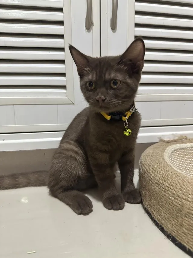 แมวบริติช เพศเมีย อายุ 4 เดือน
