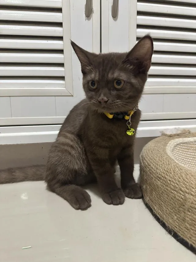 แมวบริติช เพศเมีย อายุ 4 เดือน