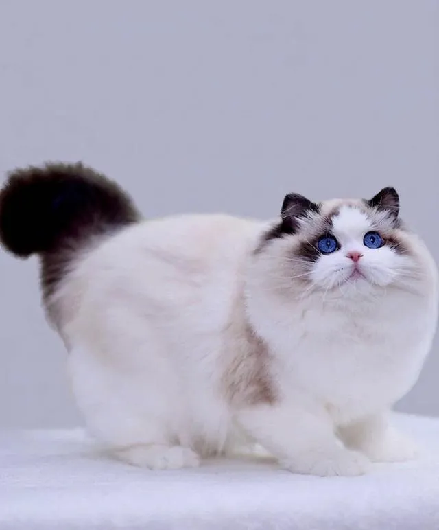 แมวแร็กดอล นำเข้าพกใบเพด สวยบรีบอย่างดีประกวดได้ 3เดือนกว่า