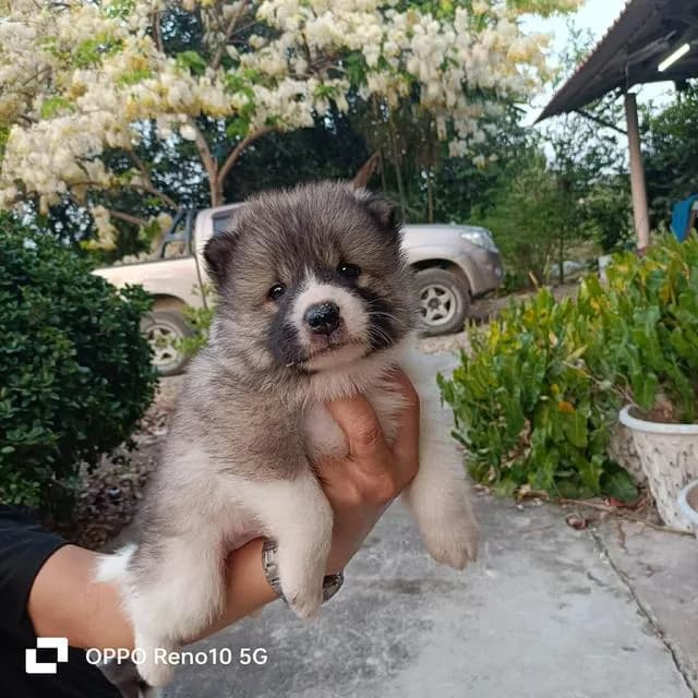 สุนัขพันธุ์ไทยบางแก้ว