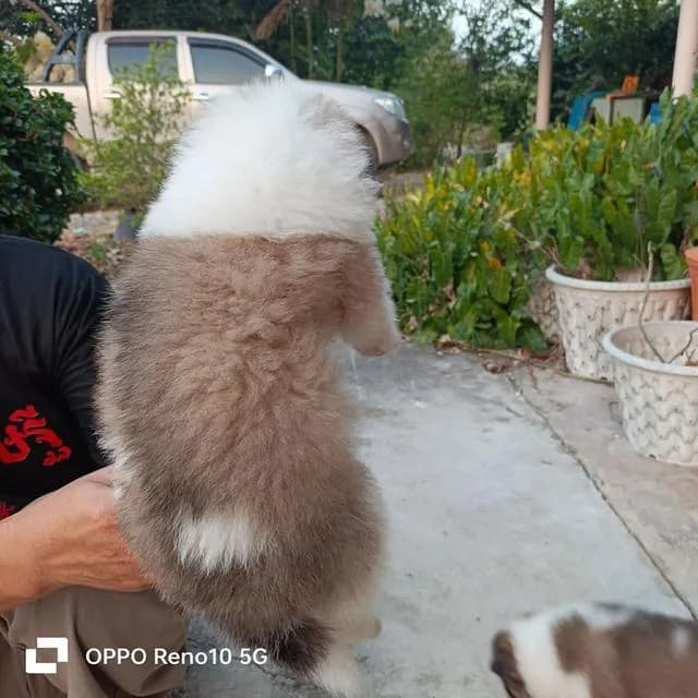 สุนัขพันธุ์ไทยบางแก้ว