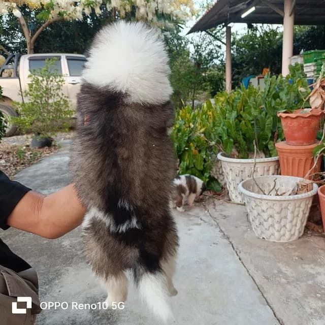 สุนัขพันธุ์ไทยบางแก้ว