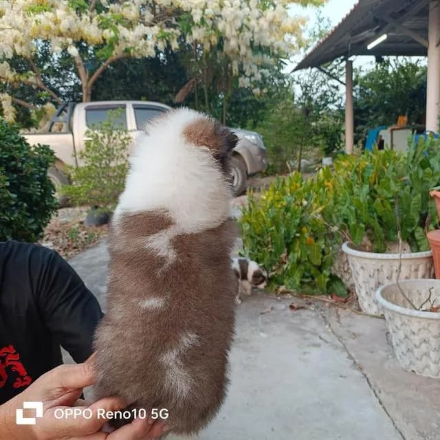 สุนัขพันธุ์ไทยบางแก้ว