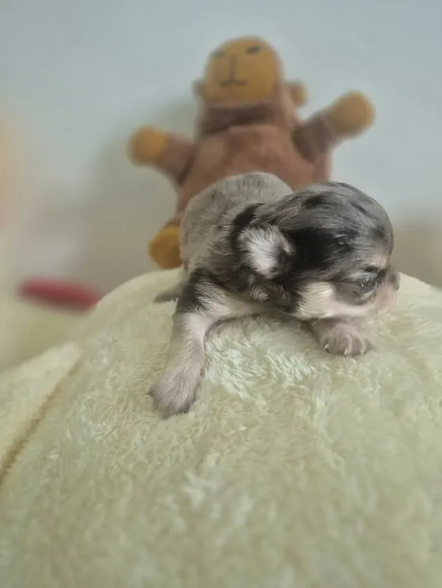 ลูกสุนัขสายพันธ์ชิวาว่า