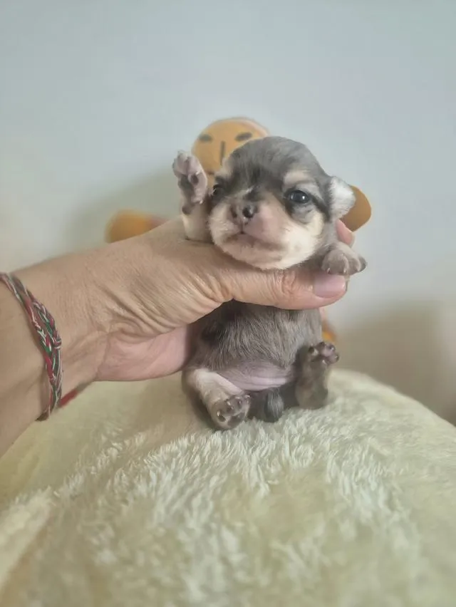 ลูกสุนัขสายพันธ์ชิวาว่า