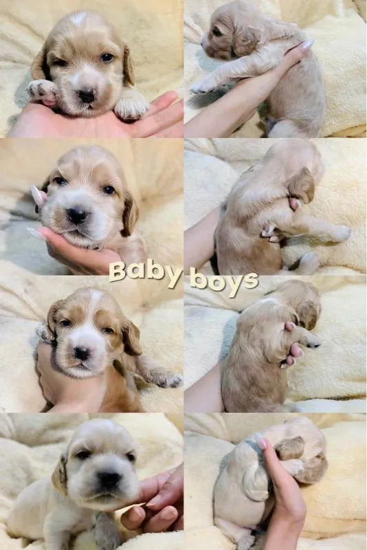 อิงลิชคอกเกอร์ ช็อคโลแลต