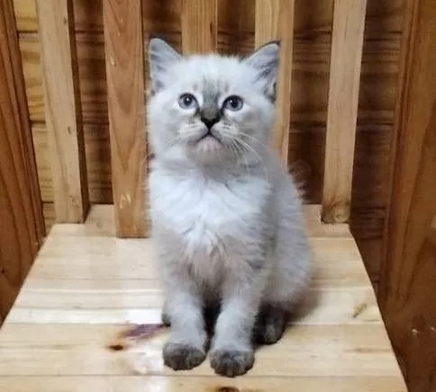 เปอร์เซีย