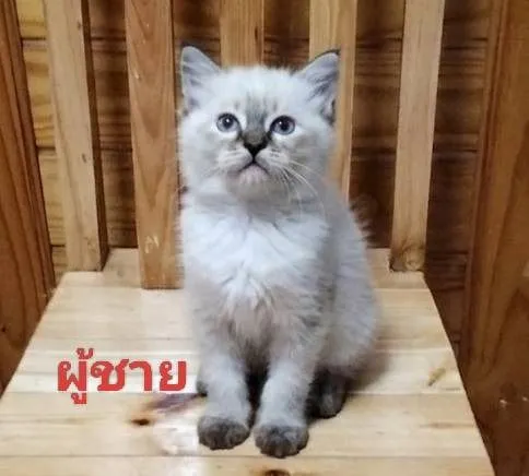 เปอร์เซีย