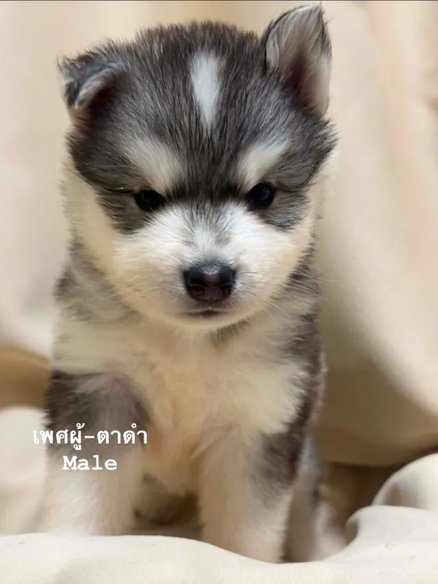 ลูกสุนัขไซบีเรียนฮัสกี้