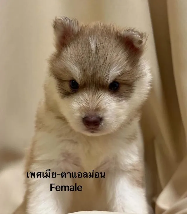 ลูกสุนัขไซบีเรียนฮัสกี้