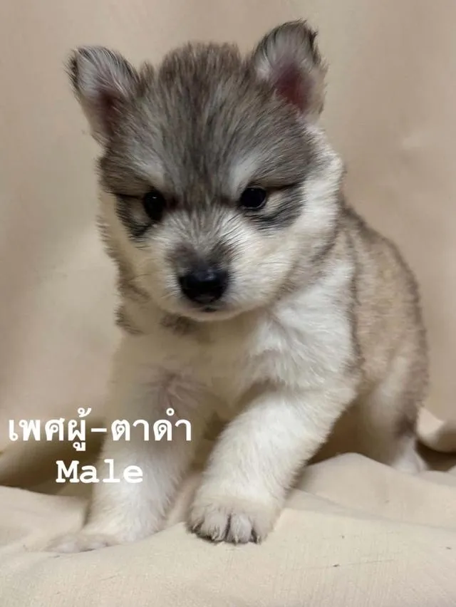 ลูกสุนัขไซบีเรียนฮัสกี้