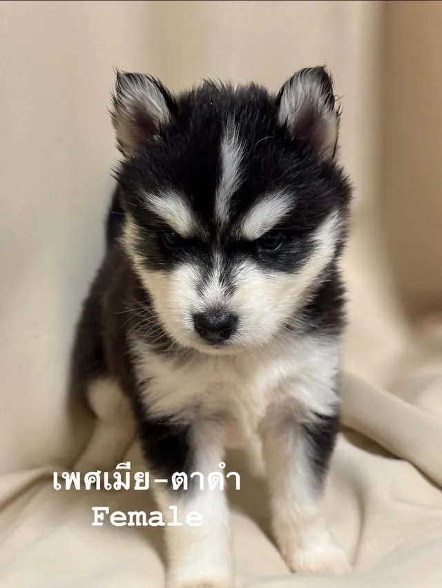 ลูกสุนัขไซบีเรียนฮัสกี้
