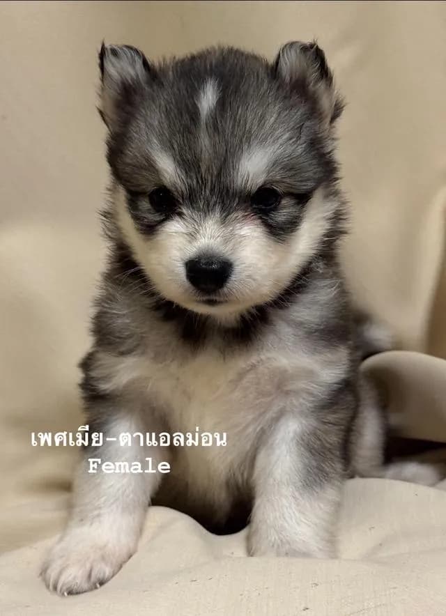 ลูกสุนัขไซบีเรียนฮัสกี้