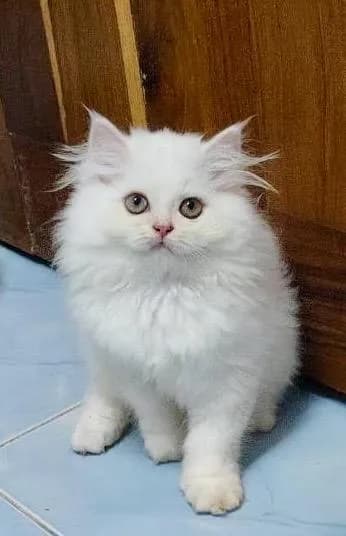 หนุ่มน้อยรอผู้ใหญ่ใจดีพร้อมรายงานตัวแล้วงับ🥰💕