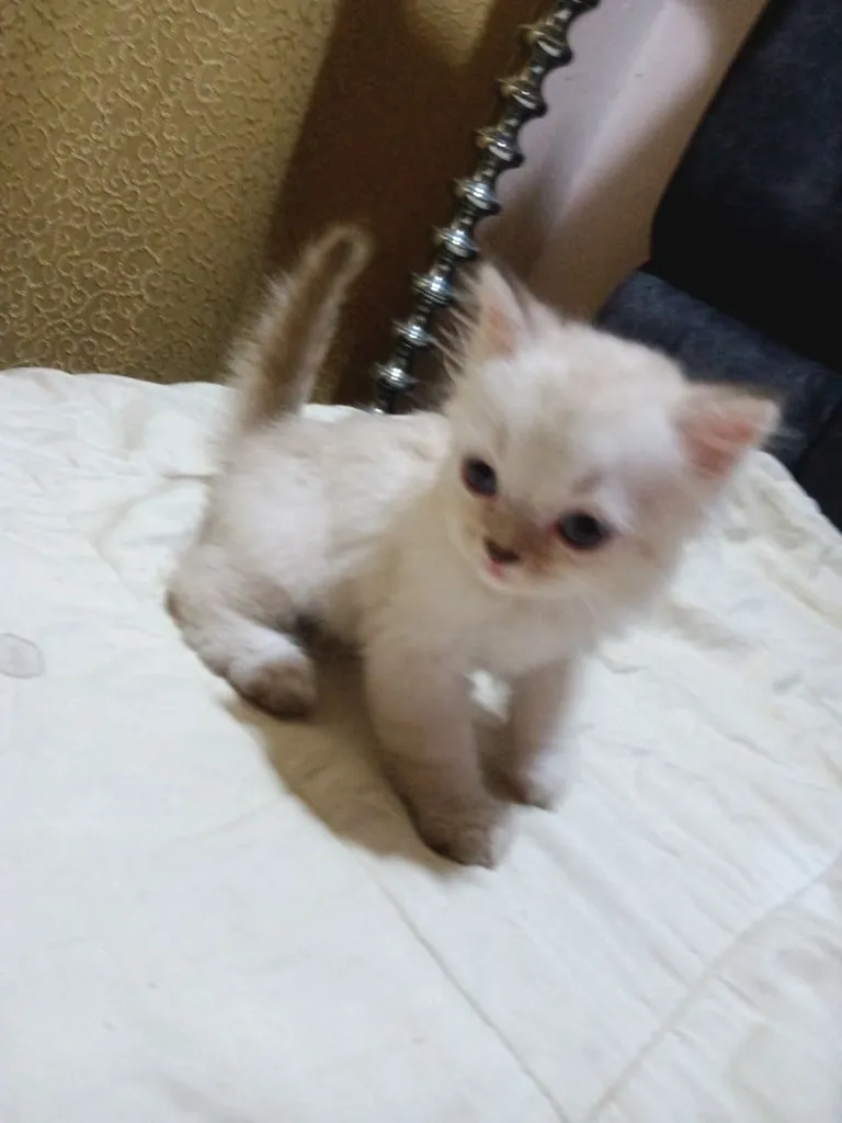 ลูกเเมวสก๊อตติชโฟตาฟ้า