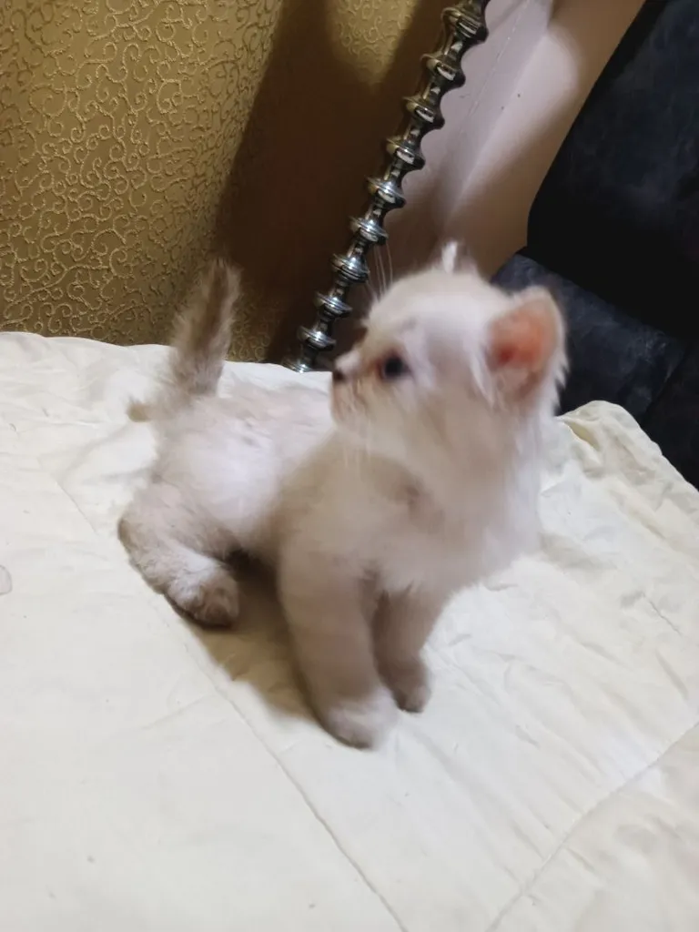 ลูกเเมวสก๊อตติชโฟตาฟ้า