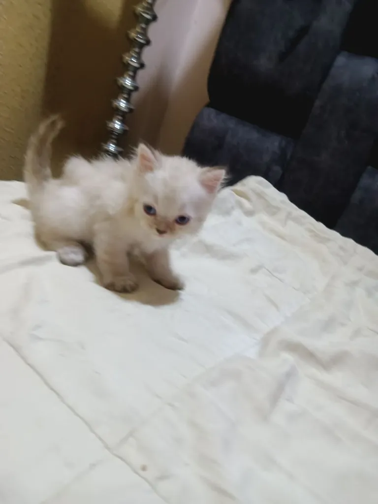 ลูกเเมวสก๊อตติชโฟตาฟ้า