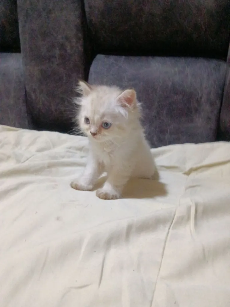 ลูกเเมวสก๊อตติชโฟตาฟ้า