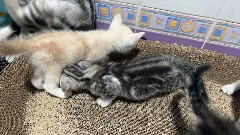 เปิดจองลูกแมว อเมริกันช๊อตแฮร์