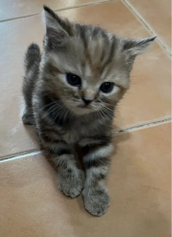 ลูกสก๊อตติชแท้