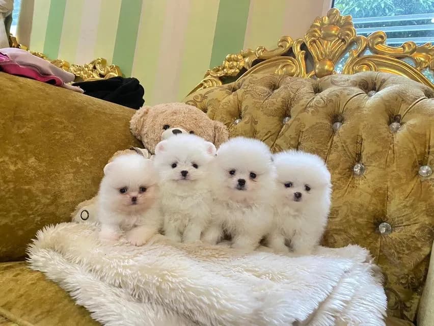 ปอมแท้ ราคาพิเศษ สนใจสอบถามได้ค่ะ