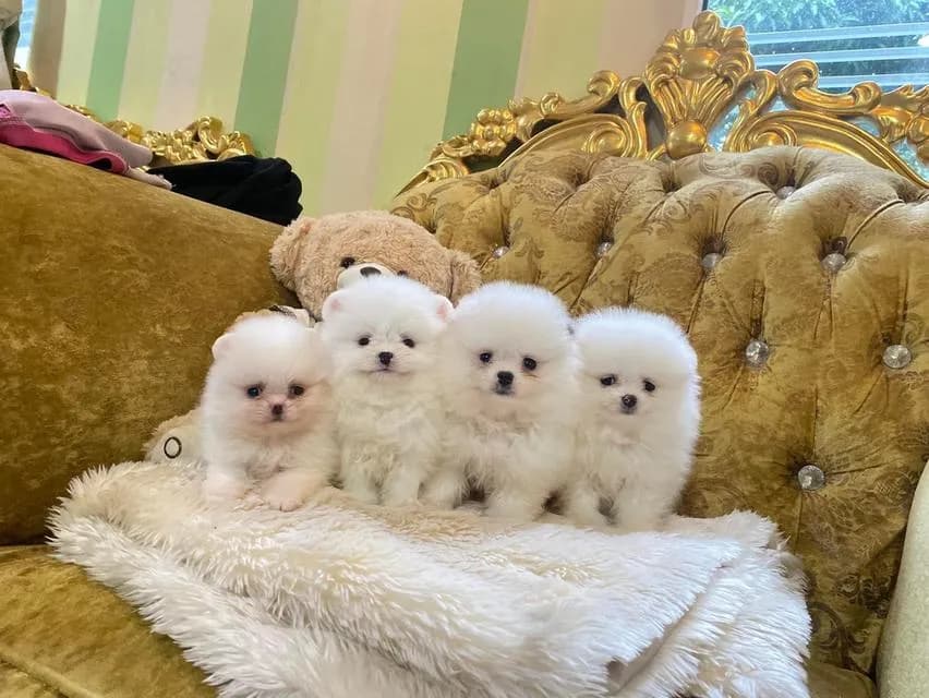 ปอมแท้ ราคาพิเศษ สนใจสอบถามได้ค่ะ