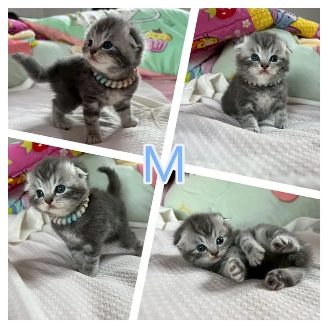 เปิดจองเด็กๆ British สีเทา(บลู) และ Silver