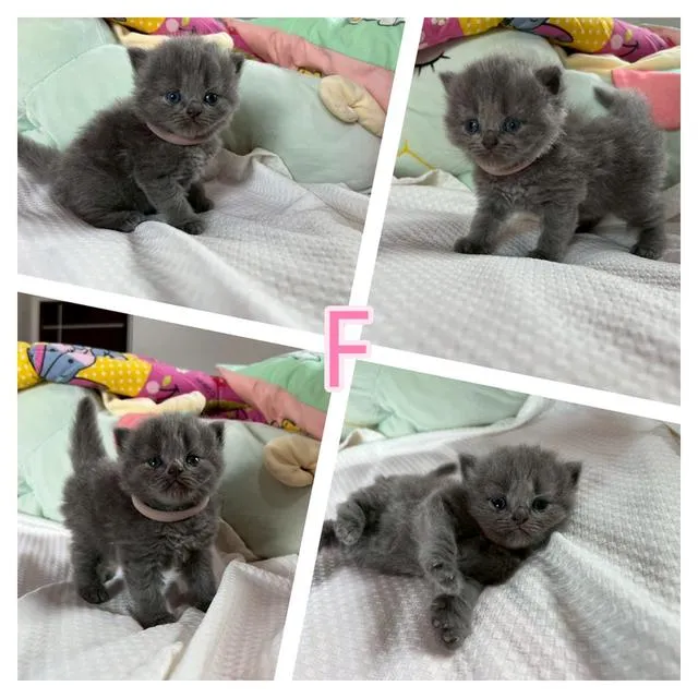เปิดจองเด็กๆ British สีเทา(บลู) และ Silver