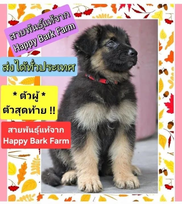 ลูกหมา ตัวผู้ ลูกสุนัข เยอรมันเชพเพิร์ดแท้ k9 จากฟาร์ม ส่งได้ทั่วประเทศ ลดราคาพิเศษ