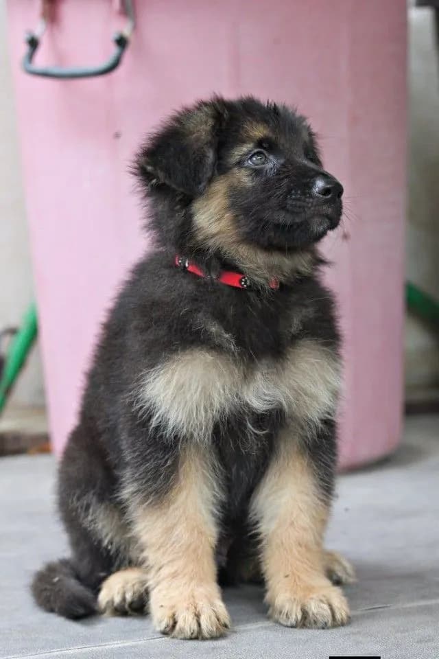 ลูกหมา ตัวผู้ ลูกสุนัข เยอรมันเชพเพิร์ดแท้ k9 จากฟาร์ม ส่งได้ทั่วประเทศ ลดราคาพิเศษ