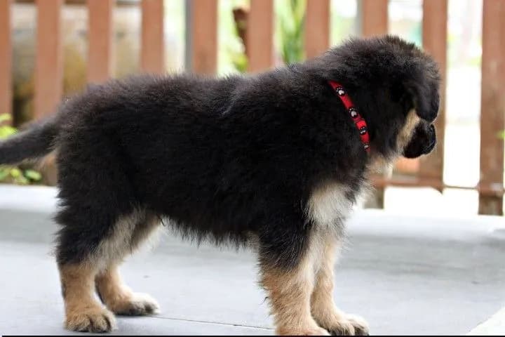 ลูกหมา ตัวผู้ ลูกสุนัข เยอรมันเชพเพิร์ดแท้ k9 จากฟาร์ม ส่งได้ทั่วประเทศ ลดราคาพิเศษ
