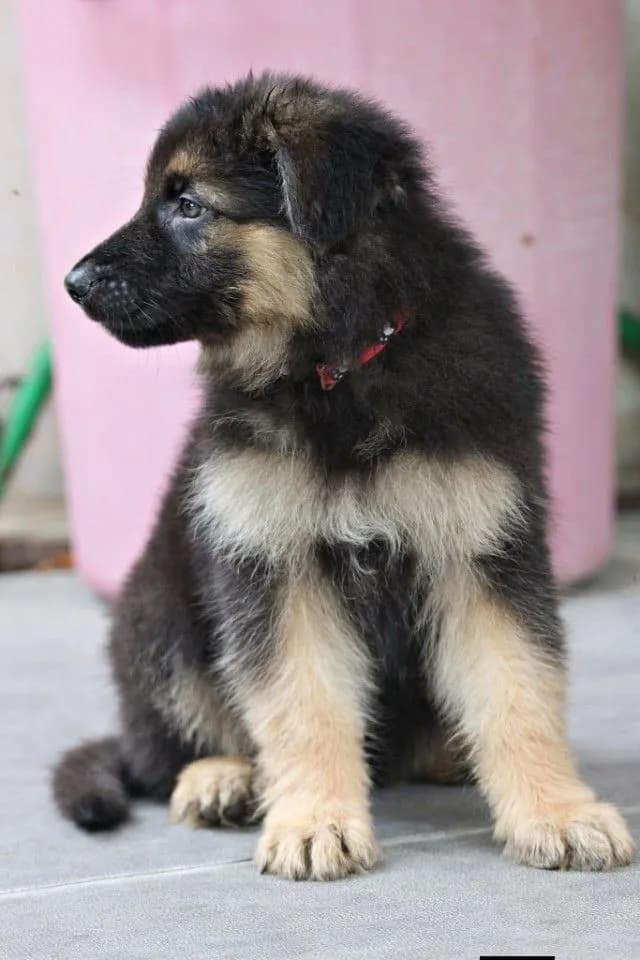 ลูกหมา ตัวผู้ ลูกสุนัข เยอรมันเชพเพิร์ดแท้ k9 จากฟาร์ม ส่งได้ทั่วประเทศ ลดราคาพิเศษ