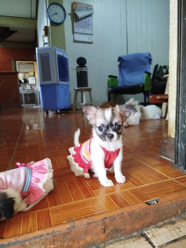 น้องก๋วยเตี๋ยวชิวาวาเพศชายฉีดวัคซีนเข็มแรกแล้วพร้อมย้ายบ้านทันที