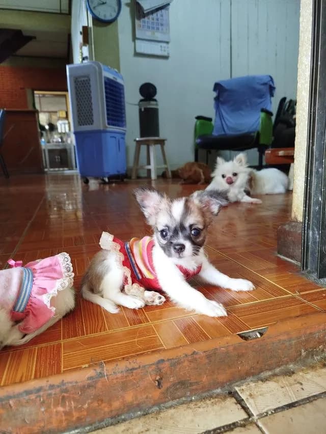 น้องก๋วยเตี๋ยวชิวาวาเพศชายฉีดวัคซีนเข็มแรกแล้วพร้อมย้ายบ้านทันที