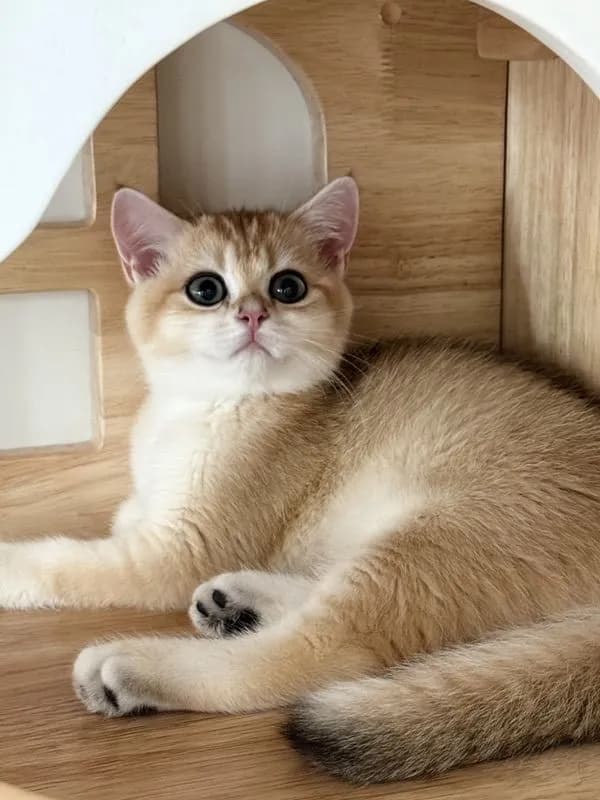 British Shorthair