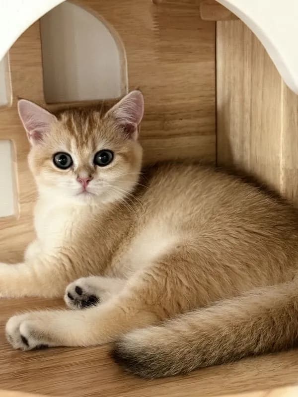 British Shorthair