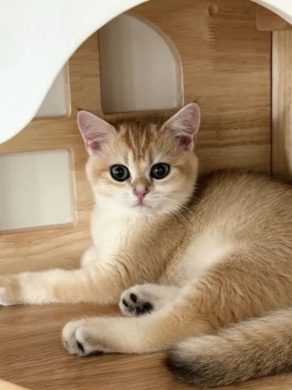 British Shorthair