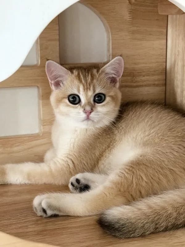 British Shorthair